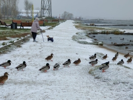 На Урале заканчивается осенняя миграция птиц