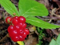 Костяника – «Северный гранат»