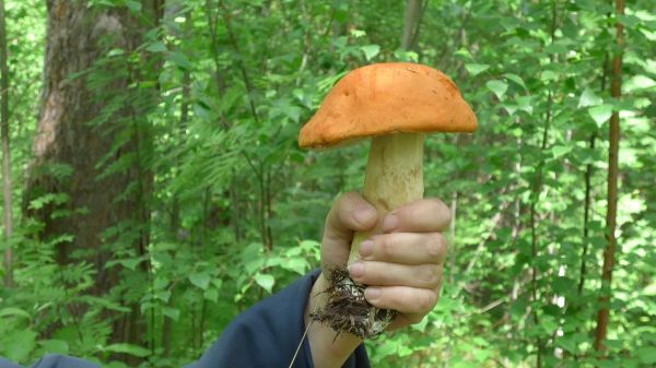 Первые грибы на монастырский стол