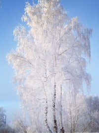 Учись у них — у дуба, у берёзы.
