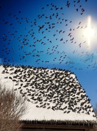 Голоуби на крыше