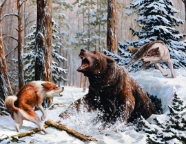 Верхотурье – медвежий край