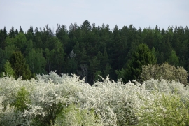 Яблоневый сад в уральской тайге