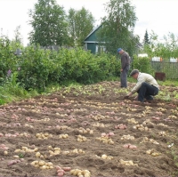 Молодая картошка к столу