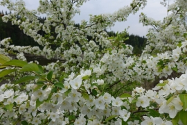 Началось цветение в знаменитом верхотурском яблоневом саду