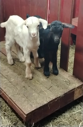 Пополнение на монастырском хоздворе